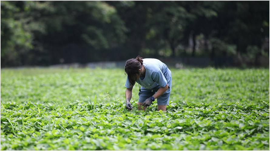 nagahara photo